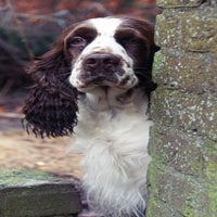 hazel-3-1.jpg