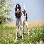 Donna5.jpg