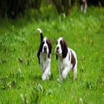 pups2-1.jpg