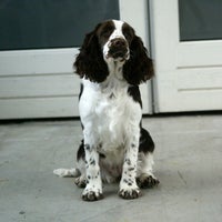 hazel3.jpg