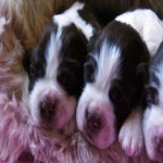 puppies3.jpg