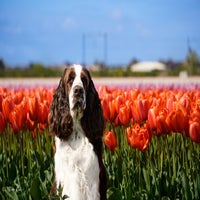 tulpen15-1.jpg