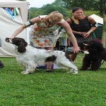 spanielspecial_diesel-1.jpg