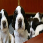 pup2-1.jpg
