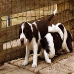 pups-2.jpg