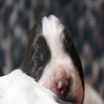 pup2-2.jpg