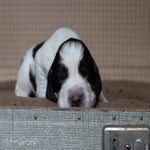 _dsc2211-standard.jpg