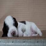 _dsc2257-standard.jpg