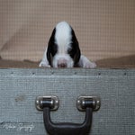 _dsc2269-standard.jpg