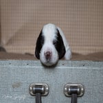 _dsc2282-standard.jpg
