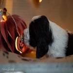 _dsc2749-standard.jpg