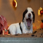 _dsc2782-2-standard.jpg
