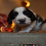 _dsc2906-standard.jpg