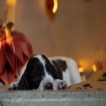 _dsc2967-standard.jpg