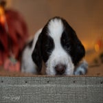 _dsc3019-standard.jpg