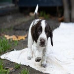 _dsc3264-standard.jpg