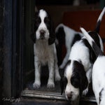 _dsc3558-standard.jpg