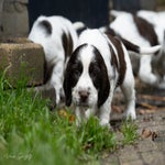 _dsc3584-standard.jpg