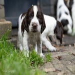 _dsc3592-standard.jpg