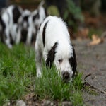 _dsc3620-standard.jpg