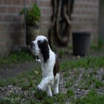 _dsc4275-standard.jpg