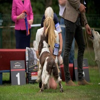 brabants_rashondenfestival_zondag-450-standard-61oa89.jpg