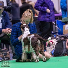 crufts-3-standard-on91iy.jpg