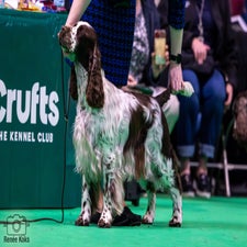 crufts-4-standard-6ytlme.jpg