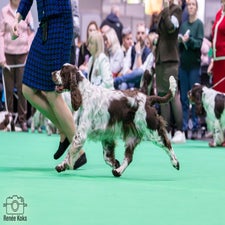 crufts-5-standard-9bt1zp.jpg