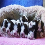 puppies7fb.jpg