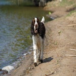 Hazel-1.jpg