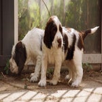 pups2-2.jpg