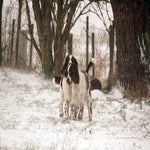 sneeuw2021-52.jpg