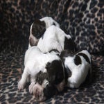 puppen6.jpg