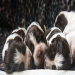 puppen2.jpg