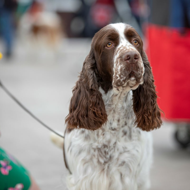 InternationalDogshowRijnlandzondag_0902.jpg