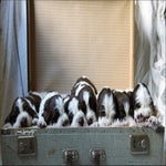 pups2fb.jpg