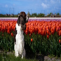 tulpen12-1.jpg