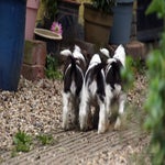 pups3-1.jpg