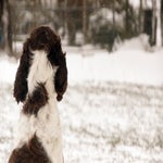 sneeuw2021-71.jpg