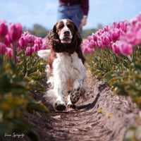 tulpen11-1.jpg