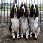 Hazel-Abby-Flame-2.jpg