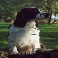 hazel4.jpg