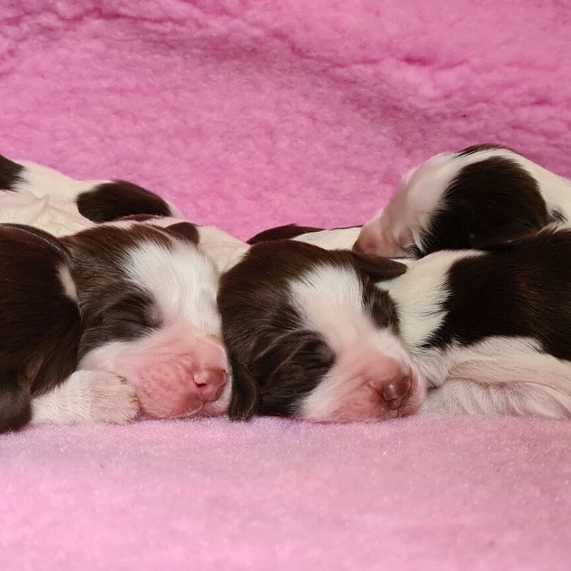 pups.jpg