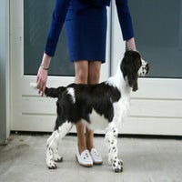 Hazelpup1.jpg
