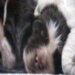 pup1.jpg