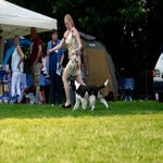 spanielspecial_hazel-1.jpg