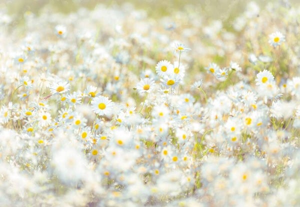 Komar Home Imagine Edition 4 Daisies