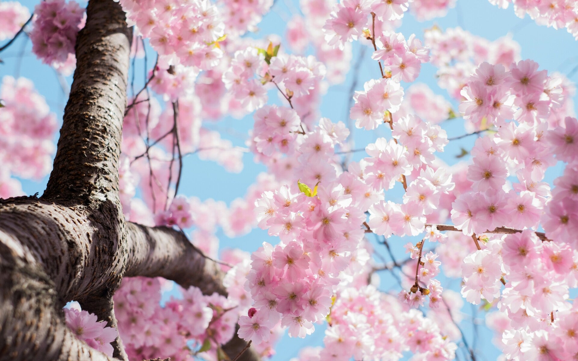 Cherry blossoms image by Arno Slot on unsplash.com 
