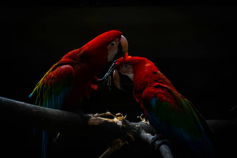 two parrots on a branch. Image by Hubert  Buratynski on Unsplash.com